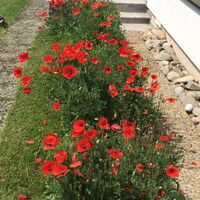 Mohn-Festival