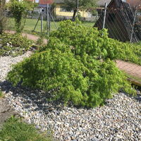Japanischer Fächerahorn Acer Dissectum
