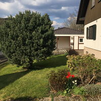 Erwachsene Pinus Silvestris Nana