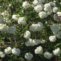 Schneeball Viburnum Eskimo