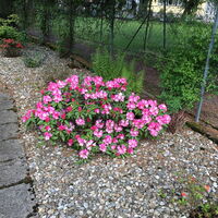 Rhododendron